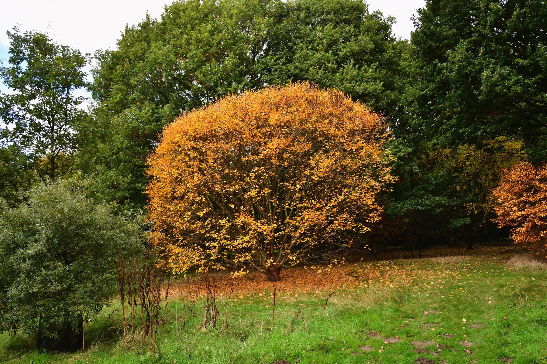 Colours of Autumn 2020 – Walks and Visits